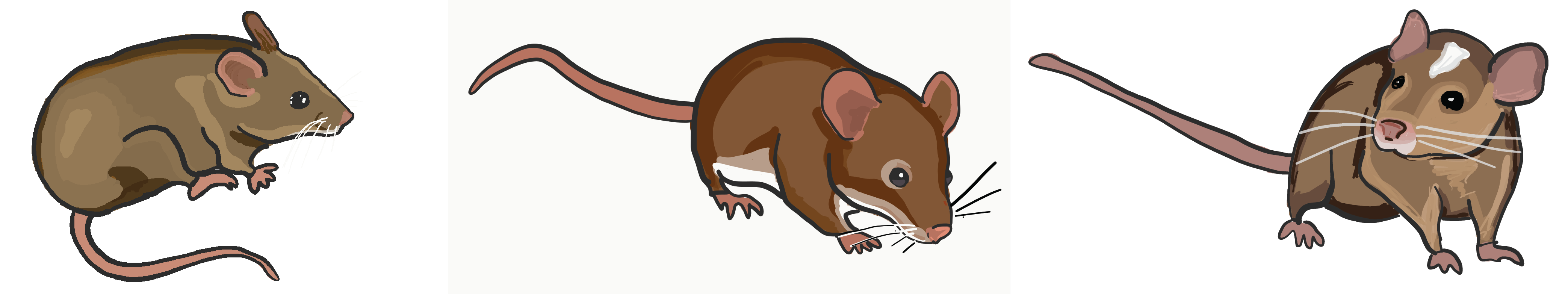 Drawing of lab mice