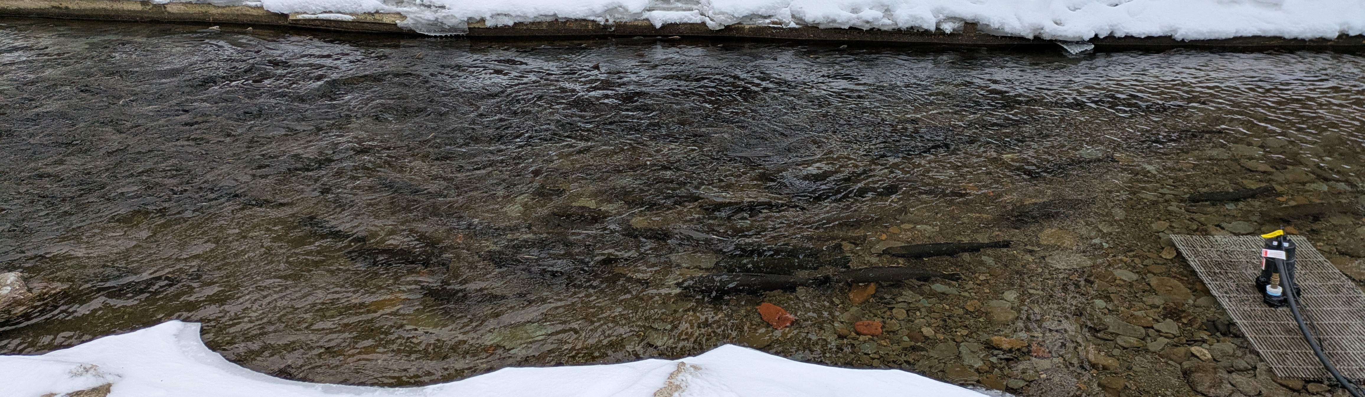 Steelhead swimming upstream near Lake Erie to spawn