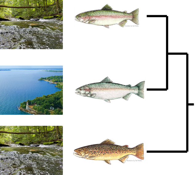 Phylogeny of rainbow, steelhead, and brown trout next to a stream, lake, and stream